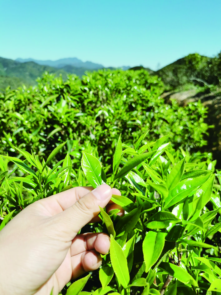     惠东宝溪口茶园春茶嫩绿。 惠州报业全媒体记者方莲花 摄