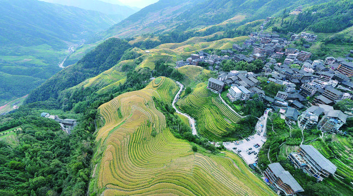     桂林龙胜龙脊梯田呈现出“金渐层”景观。