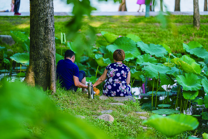     6月12日 惠州丰渚园盛夏荷花盛开，不少市民前来避暑赏美景。