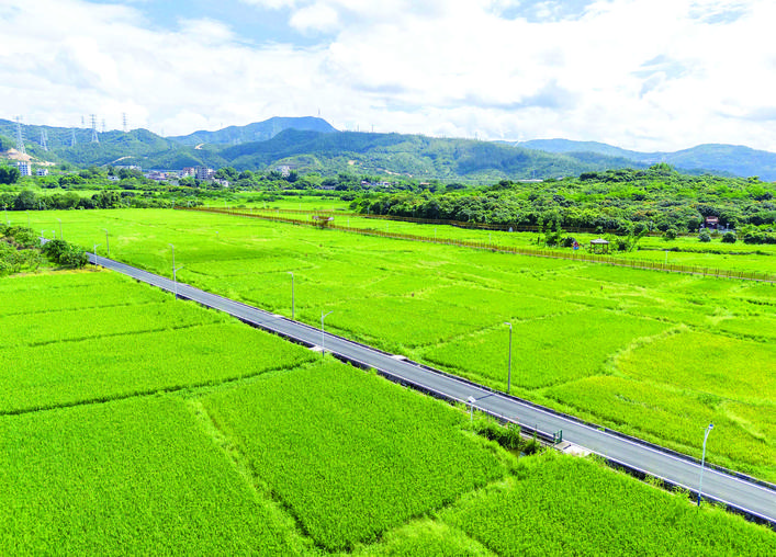     大亚湾开发区霞涌文旅田园路。