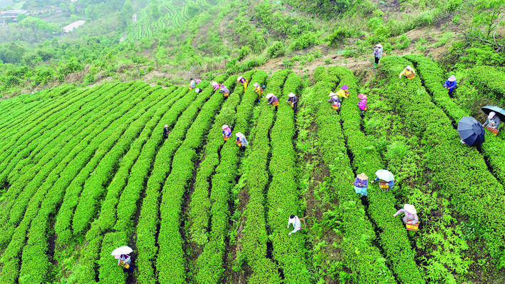     绿韵农产品专业合作社的茶园里春茶正式开采。本组图片 通讯员邹志坚 摄