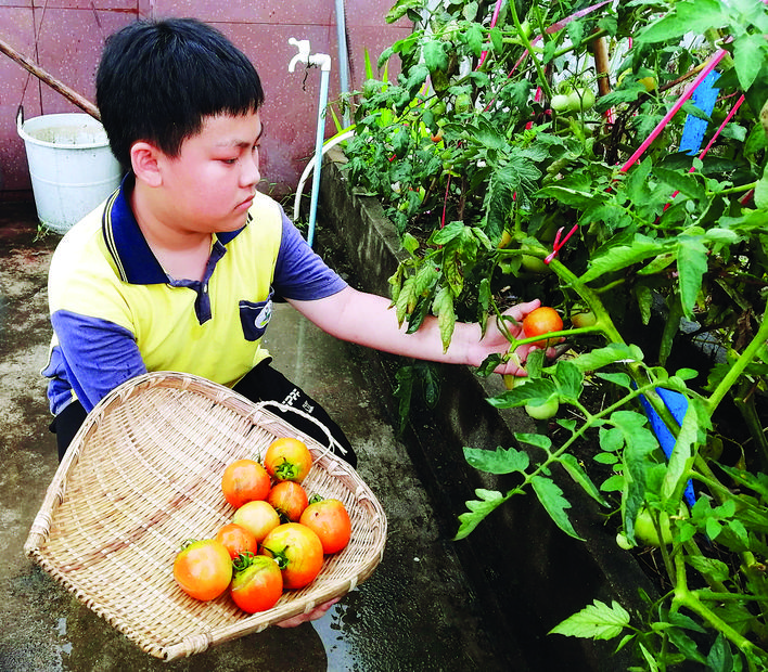 学生在采摘自己种的西红柿.