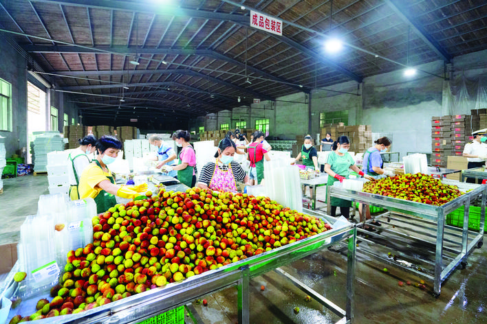     工人们在忙着包装荔枝。惠州日报记者汤渝杭 实习生陈曦 摄