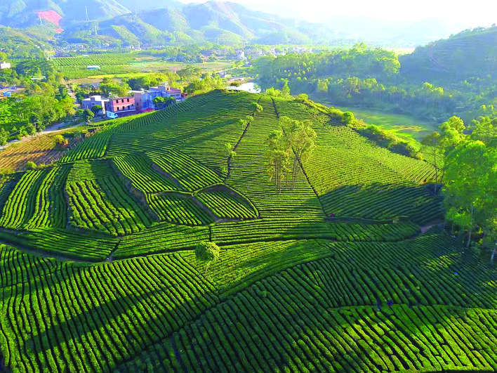     柏塘是全国“一村一品”（茶产业）示范村镇、广东省十大茶乡。 柏塘镇供图