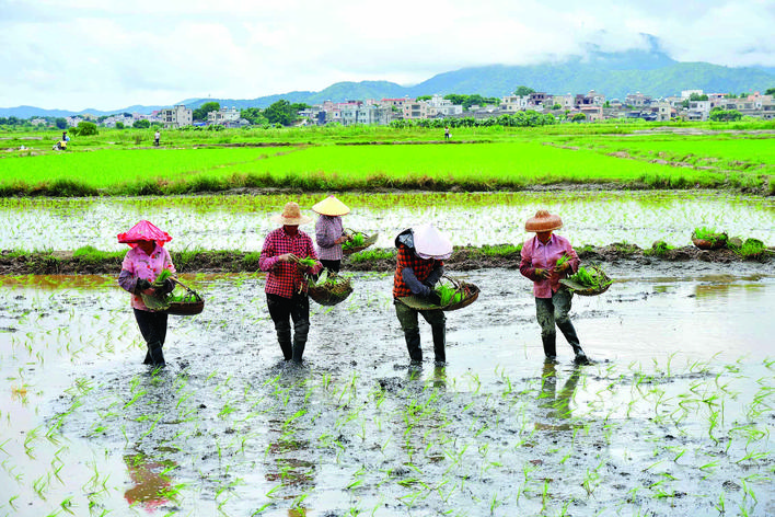     农户在撂荒盐碱地采取人工抛插秧方式种植秧苗。惠州日报记者杨建业 摄