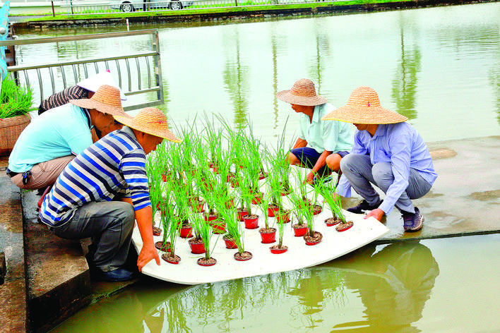 水稻的浮床被推到水中.惠州日报记者刘建威 通讯员朱江敏 摄