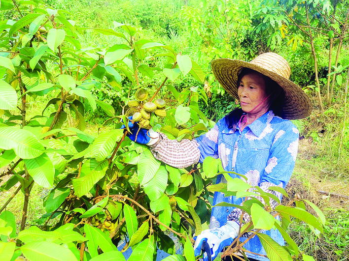     种植示范基地里，工作人员悉心管理厚鳞柯。