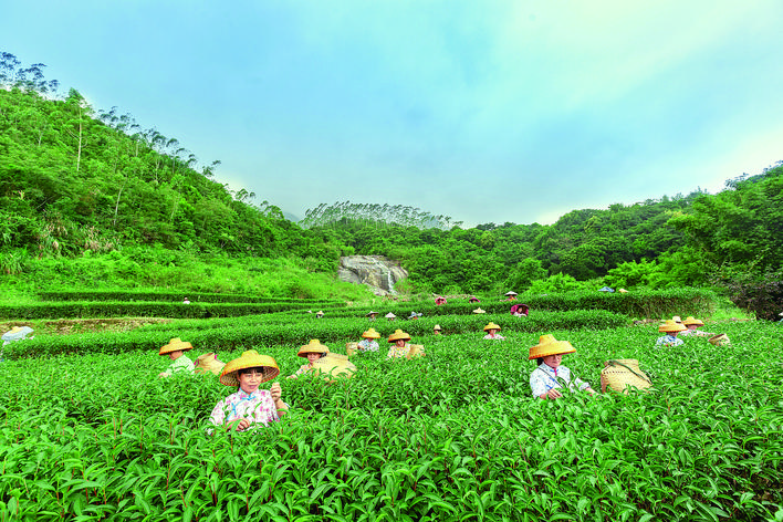     白盆珠横坑茶茶园。