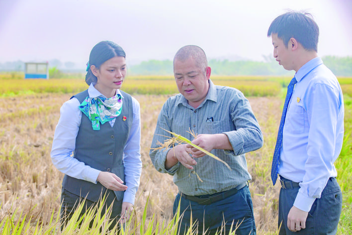     农行客户经理与古石龙农场负责人彭惠华在稻田边了解贷后秋收情况。