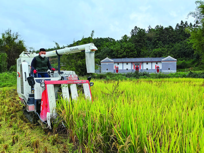     宝口佐坑村水稻种植和收割实现机械化。通讯员周伟浩 摄