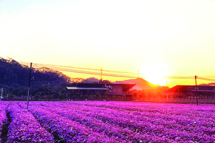     陈江街道幸福村风景如画。