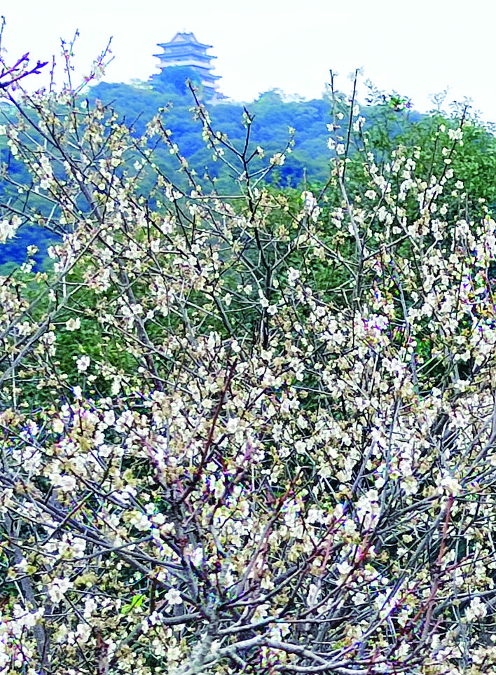     梅花枝头上花团锦簇。