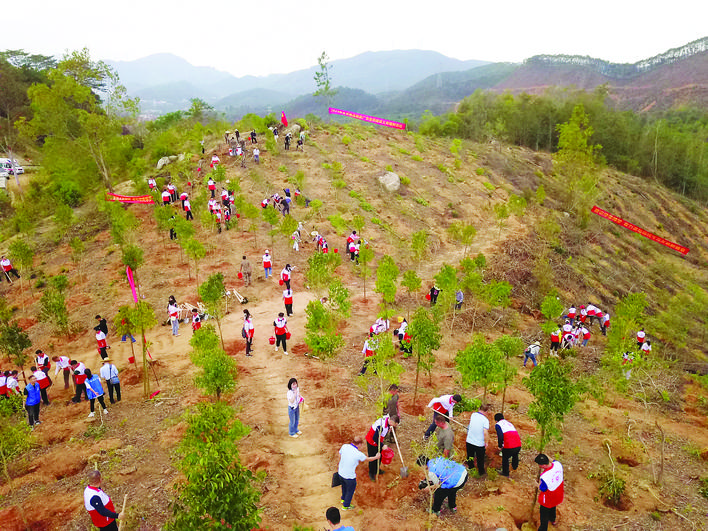     在罗阳街道梅花村山头上，干部、群众和志愿者参加植树活动。