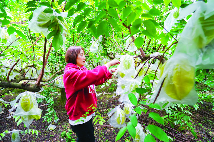     麻榨杨桃种植面积达1万余亩，年产量达3800万公斤。惠州日报记者汤渝杭 摄