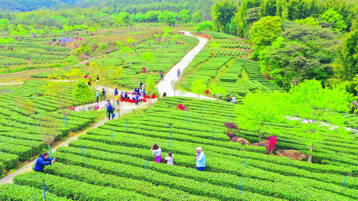 <p>    在采茶节活动现场，游客与茶农踏青采茶。</p>