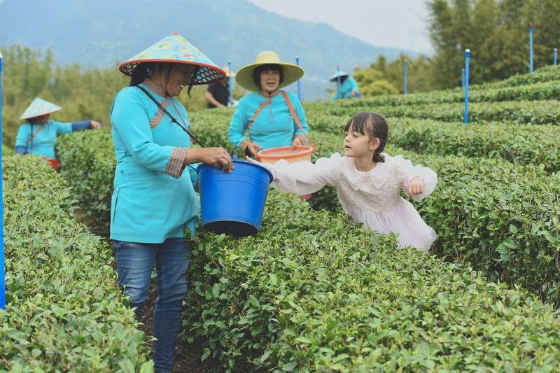<p>    外国小朋友与茶农一道体验采茶乐趣。</p>