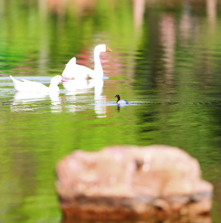<p>    我有嘉宾    鹅、鸭、小鷿鷈也在湖中见证了这一场秀春。</p>