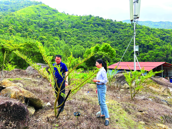     徐妙珍和同事在查看油柑种植情况。    惠州日报记者蓝斐菲 摄