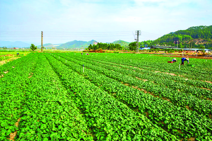     惠东县伦信农业科技有限公司蔬菜种植基地。