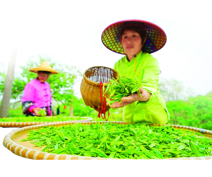     惠东将持续扩大特色农产品种植面积，挖掘茶叶等经济作物发展潜力。