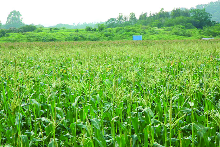     汝湖镇在黄埔村成功试点种植水果玉米。