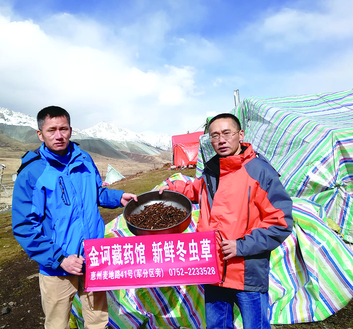     祝桂辉在高海拔区收购新鲜虫草。