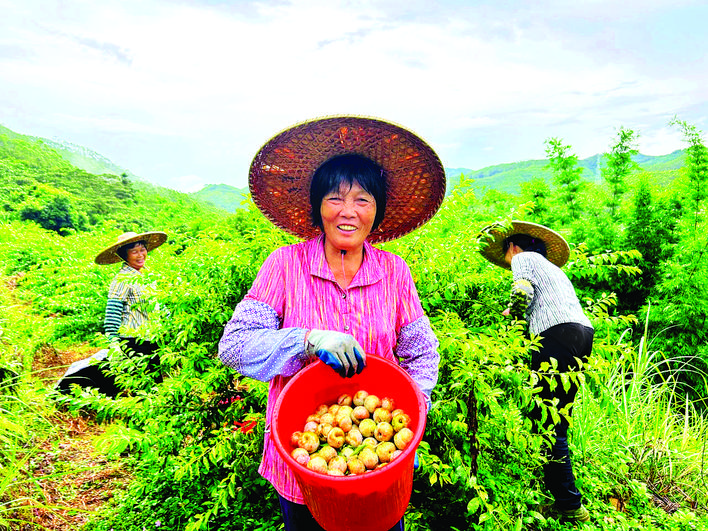     眼下是三华李成熟的季节，果农们正在果园里采摘李子。    惠州日报记者黄宇翔 通讯员龙融心 摄