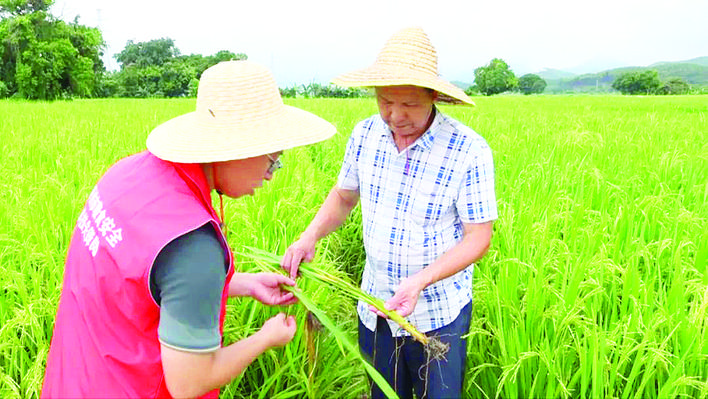     农技人员到田间地头为农户支招。惠州日报记者蓝斐菲 特约通讯员李文聪 摄