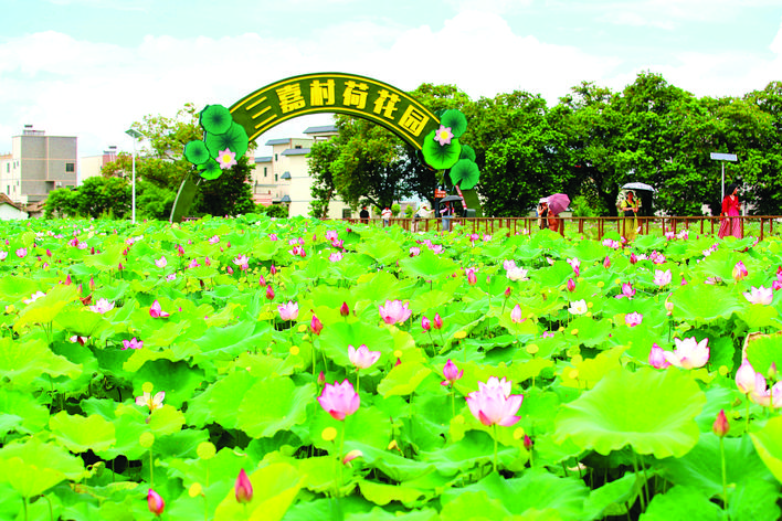     荷韵（摄于博罗县石坝镇三嘉村）。 惠州日报记者钟畅新 摄