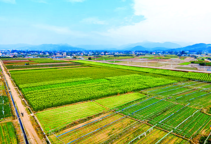     国家级农业龙头企业惠东县伦信农业有限公司标准化蔬菜种植基地。 惠州日报记者钟畅新 摄