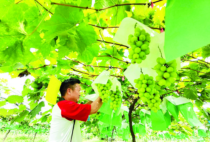     阳光玫瑰葡萄挂满枝头。 惠州日报记者李燕文 黄桃 特约通讯员陈惠娴 摄