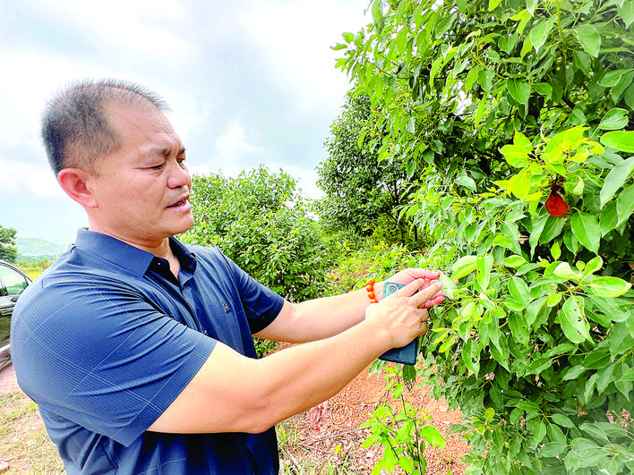     种植基地相关负责人介绍龙脑樟生长情况。