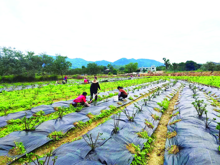     村民在南药基地除草。   惠州日报记者蓝斐菲 摄