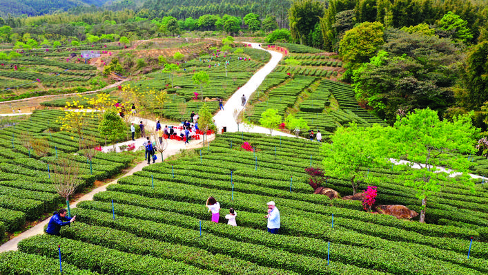     地派镇举办“绿美龙门·茶香地派”采茶节，进一步擦亮地派山茶招牌。惠州日报记者黄宇翔 通讯员龙融心 摄