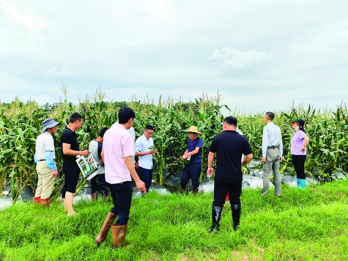     农技人员、种植户在田间地头比对不同甜玉米品种的丰收成果。    惠州日报记者谢菁菁 通讯员严学东 张桂兴 摄