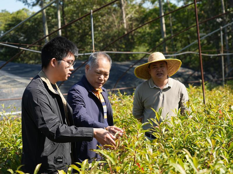 <p>    惠州林业部门工作人员到惠州市沁林绿化有限公司苗圃场查看苗木生长情况。</p>