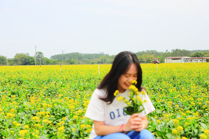     金黄的油菜花田。