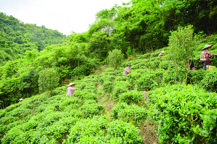     茶农在茶园采摘茶青。惠州日报记者许文昌 通讯员许荣镜 摄