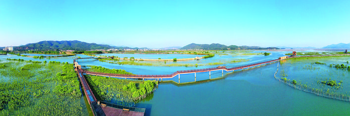     在惠东县好招楼湿地公园，红树林蓬勃生长。惠州东江图片社供图