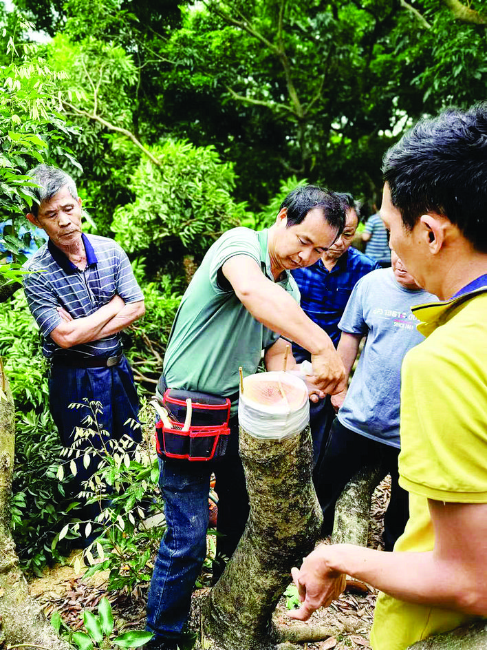     沥林邀请专家为荔枝种植户培训高接换种技术。    惠州日报记者邱舒婷 通讯员许皓然 摄