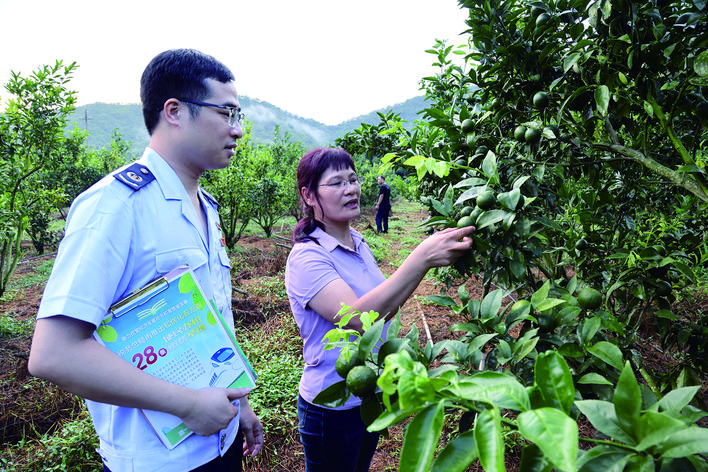     税务人员实地查看梁化镇埔仔村沃柑种植情况。