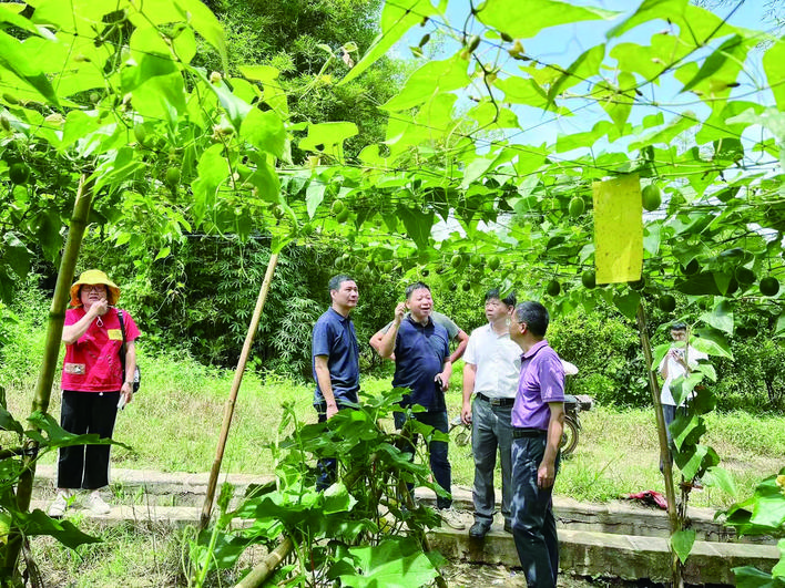     驻龙门县龙华镇帮扶工作队引进罗汉果种植业，带动农民增收致富。