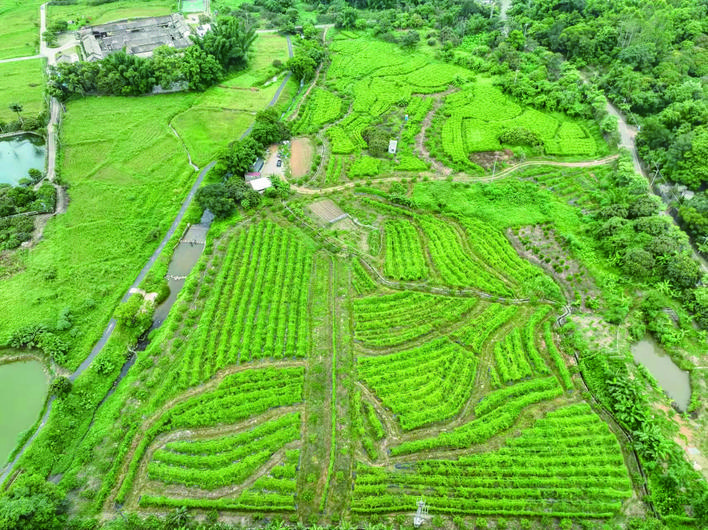     秋长街道官山村连片的山薯地。本组图片均由枫禾源提供