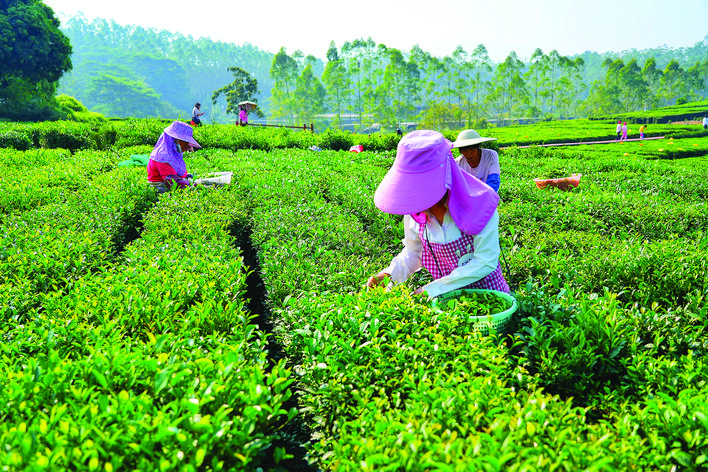     博罗县柏塘镇茶场。惠州日报记者朱金赞 摄