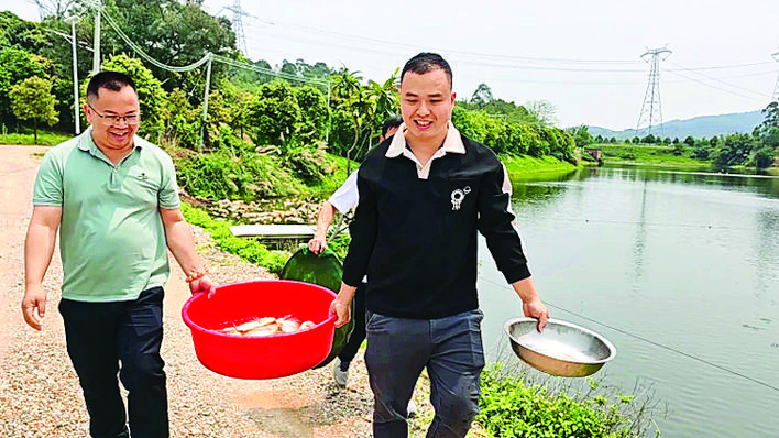     丰鱼水产养殖场养殖经济价值更高的花雕鱼与加州鲈鱼。 