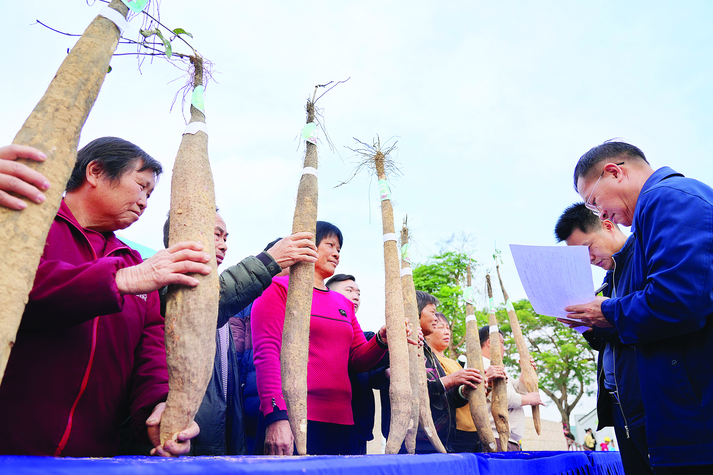     评委对参赛淮山点评打分。    惠州日报记者许文昌 摄