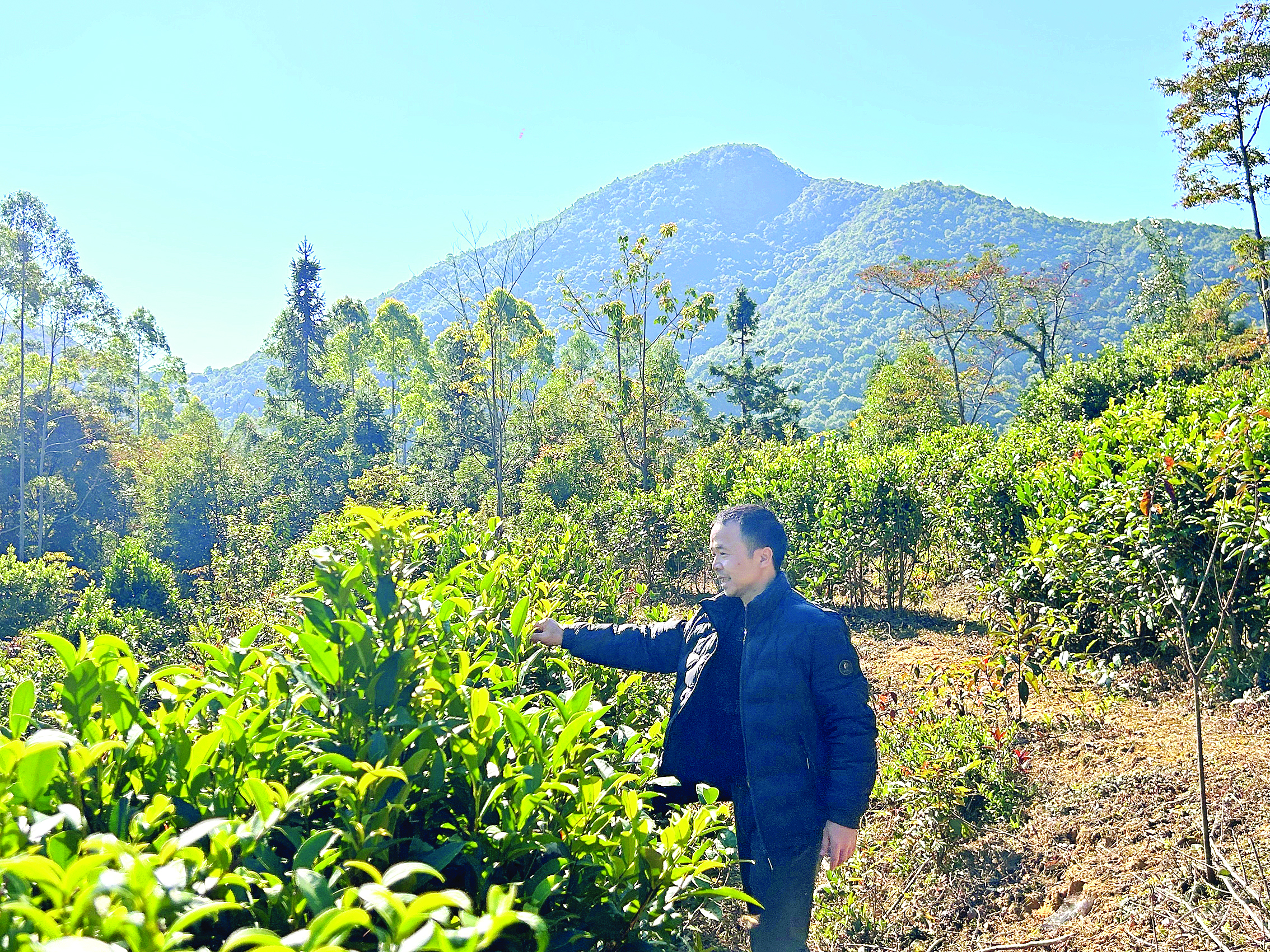     村民查看仙人茶生长情况。