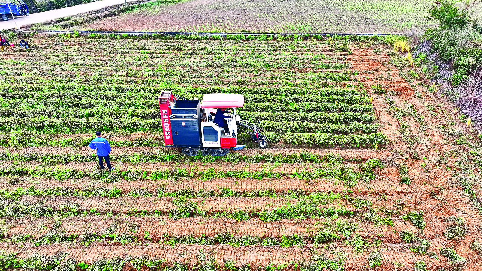     花生联合收获机正在田间作业。