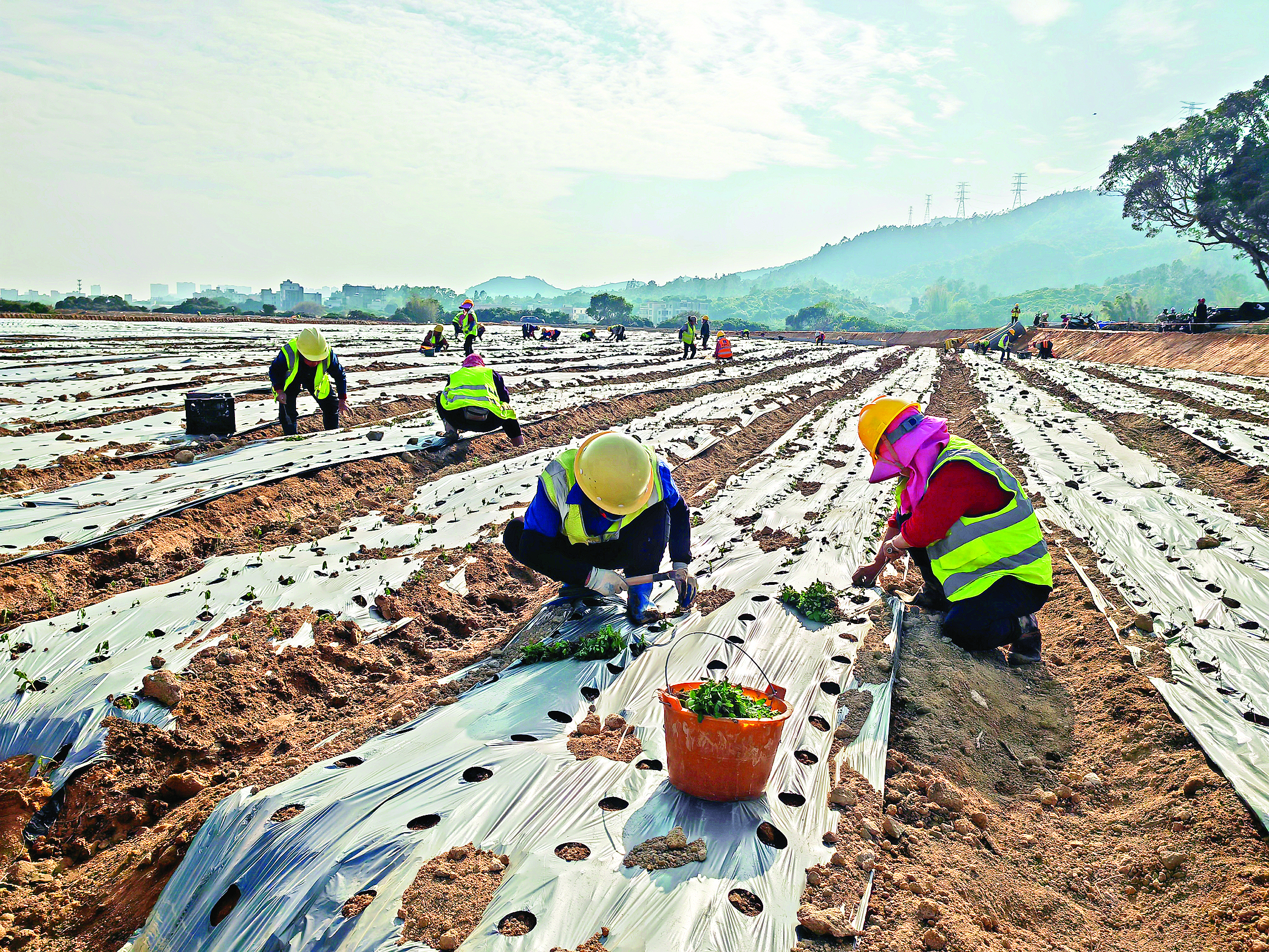     工人在耕地上种植甜叶菊。