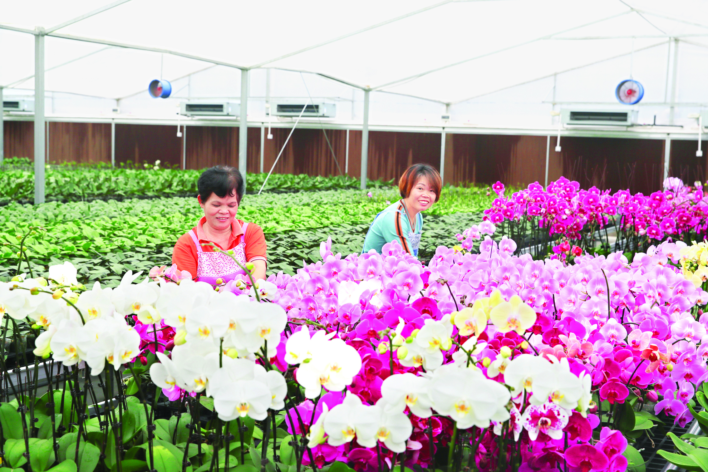     在博罗杨村，蝴蝶兰种植美了乡村富了花农。惠州日报记者钟畅新 摄